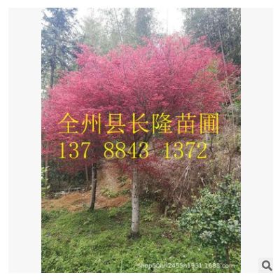 美國紅楓 日本紅楓 歐洲紅櫟 美國紅橡 加拿大紅楓 耐寒 耐凍