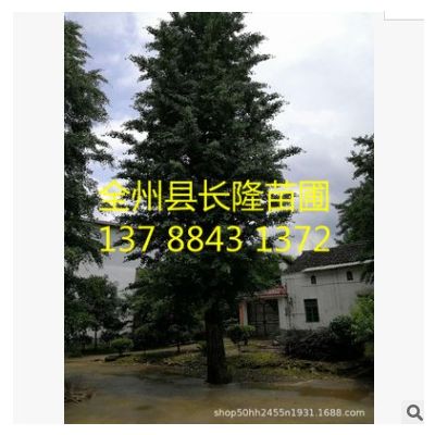 精品銀杏 叢生銀杏批發基地直銷 量大價優銀杏樹