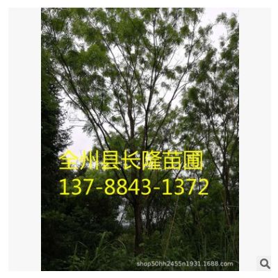 批發國槐小苗黃金槐園 國槐樹苗林綠化苗木行道綠植規格齊全