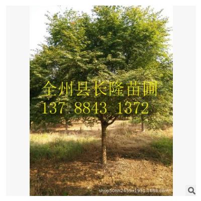 批發美國紅楓 日本紅楓 歐洲紅櫟 美國紅橡 加拿大紅楓 耐寒 耐凍