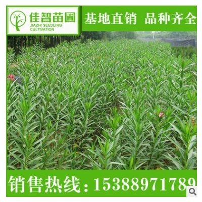 湖南基地批發(fā)夾竹桃 園林灌木夾竹桃苗 綠化工程夾竹桃