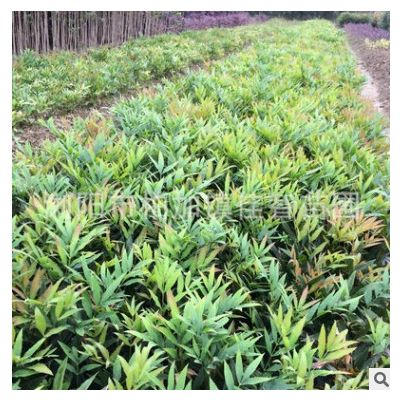 湖南苗木批發(fā)十大功勞綠化樹苗庭院小區(qū)園林綠化四季常青庭院植物