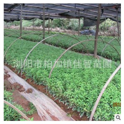 苗農(nóng)基地春鵑小苗 工程綠化苗木春鵑 綠化景觀苗木批發(fā)