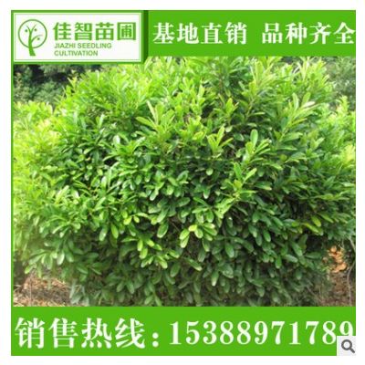 苗農工程綠化苗木瓜子黃楊小葉黃楊 瓜子黃楊球綠化景觀苗木