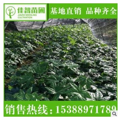 苗木基地供應八角金盆苗 工程綠化苗木株高30-60cm 盆栽八角金盤