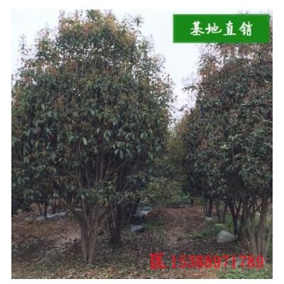 湖南苗圃直供流蘇嫁接桂花樹苗 庭院綠植盆栽花卉四季桂樹批發