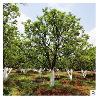 苗圃供應18-20公分香泡樹 香櫞樹叢生庭蔭樹市政園林綠化工程苗木