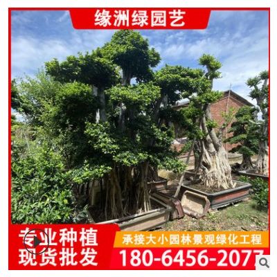 福建小葉榕樁景批發 基地種植產地批發造型小葉榕盆景報價