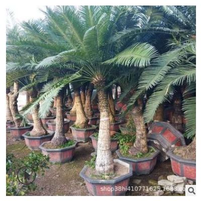 蓖齒蘇鐵批發 基地批發 云南蘇鐵價格 專業種植 華南蘇鐵報價