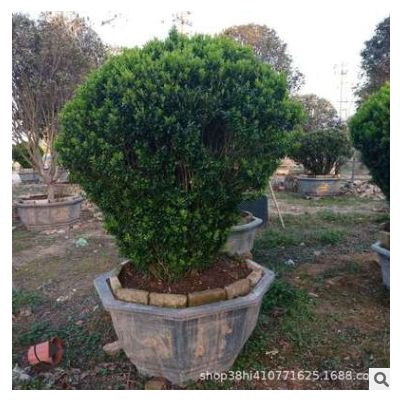 黃楊 基地批發 批發 各種 黃楊球 造型黃楊 瓜子黃楊 雀舌黃楊