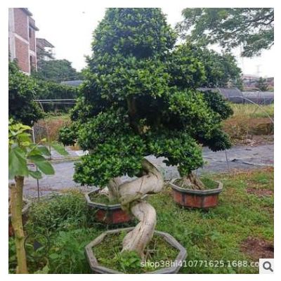 福建小葉榕 基地批發 批發各種 造型小葉榕 盆景 拐根 地瓜榕