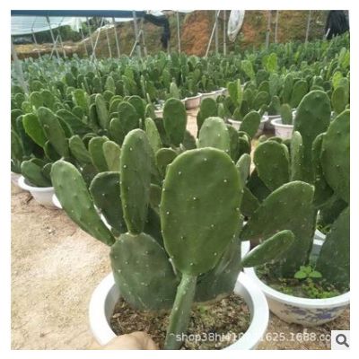 仙人掌 仙人掌 仙人球 基地批發 批發各種 耐旱植物 仙人掌基地