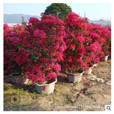 柱形三角梅 球形三角梅 各種規格 市政綠化三角梅盆栽 多色三角梅