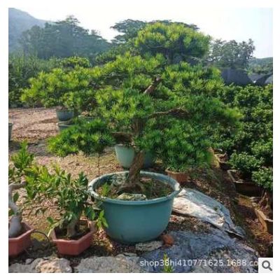羅漢松 基地批發 批發造型羅漢松 黑松盆景 福建羅漢松價格