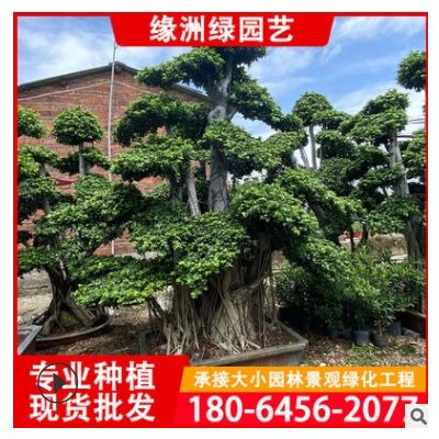 福建小葉榕樹樁 基地批發 各種造型小葉榕盆景 怪根小葉榕批發