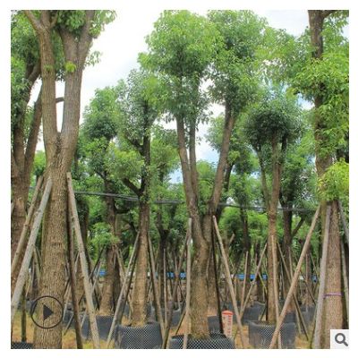 香樟產(chǎn)地批發(fā) 香樟樹供應(yīng)護(hù)坡綠化 濕地綠化大量供應(yīng)園林苗木批發(fā)