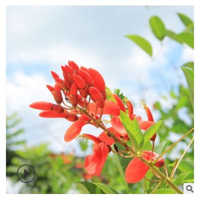 雞冠刺桐基地供貨 園林景觀工程供應(yīng) 多年行業(yè)經(jīng)驗(yàn)規(guī)格齊全批發(fā)