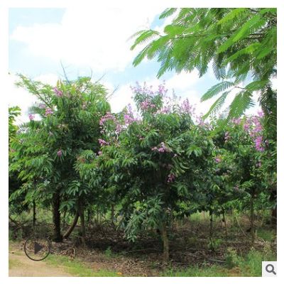 大葉紫薇基地批發(fā) 盆栽紫薇可供嫁接造型設(shè)計(jì) 百日紅樹美化風(fēng)景