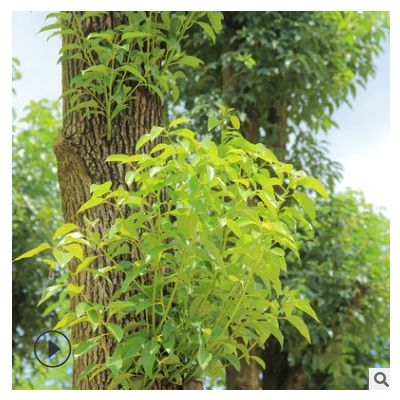 香樟 園林綠化喬木行道數(shù)直徑5-40公分 漳州園林基地種植大量批發(fā)