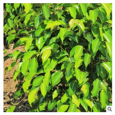 福建垂葉榕基地 大量批發(fā) 園林景觀工程供應(yīng) 造型榕樹盆景綠化