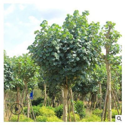 黃槿 綠化工程苗木 常綠喬木 價(jià)格便宜 量大多優(yōu) 庭院造景樹