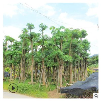 盆架子批發(fā) 原產(chǎn)地種植地苗移栽樹多種規(guī)格 綠化種植基地