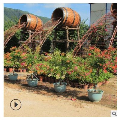 苗木盆栽產(chǎn)供應(yīng)多色紅花三角梅樁景 庭院室內(nèi)室外植物批發(fā)展覽