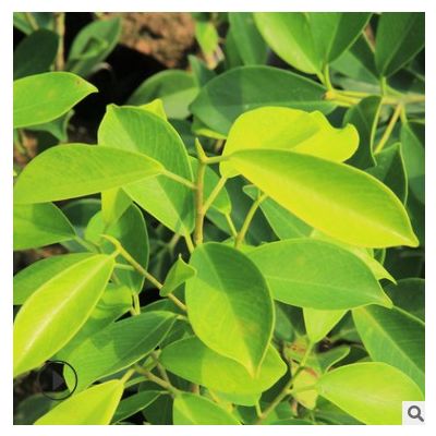 黃金榕批發(fā) 黃金榕盆栽 量大從優(yōu) 福建基地供貨樹形優(yōu)美