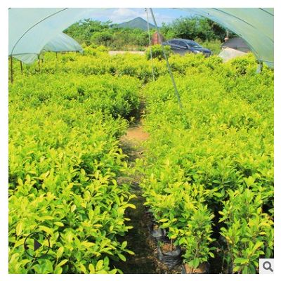 產(chǎn)地供應(yīng)黃金榕供應(yīng)園林景區(qū)城市綠化地 種植基地大量批發(fā)