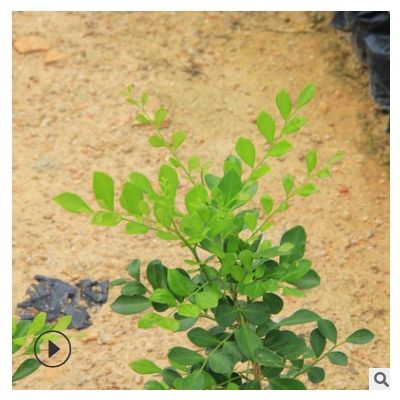 九里香 七里香苗木 多種規(guī)格 批發(fā)供應(yīng) 綠化木 凈化空氣 基地批發(fā)