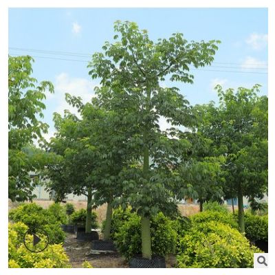 美麗異木棉美人樹 公園小區(qū)行道觀景樹 美化環(huán)境漳州園林基地批發(fā)