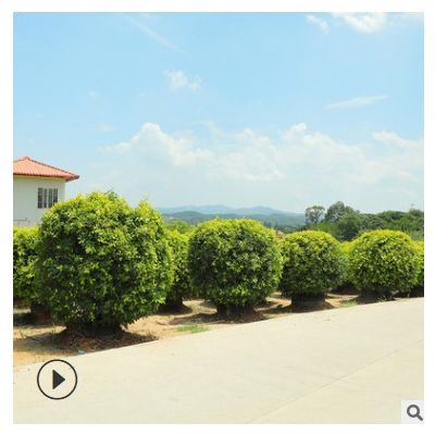 黃金榕 黃金榕盆栽量大從優樹形優美 福建友宏綠化園林基地供貨