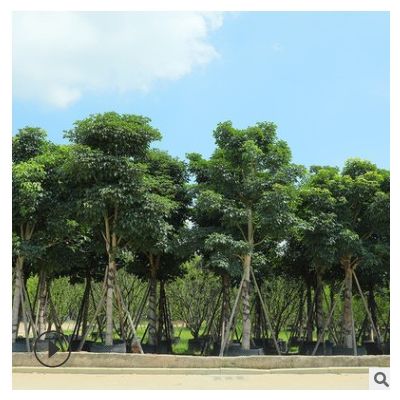 秋楓 觀葉植物成活率高風景小區行道樹 漳州友宏綠化園林基地批發