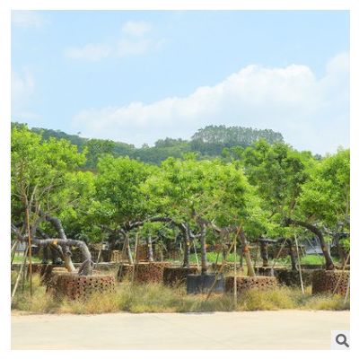 斜飄冬青 叢生紅果冬青樹形優美常綠景觀樹 漳州友宏園林基地批發