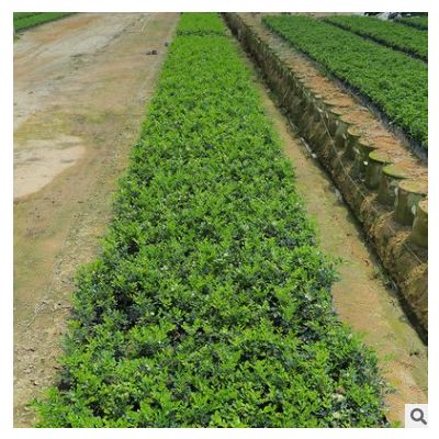 九里香 地被盆栽凈化空氣綠植 觀葉植物多種規格供應漳州基地批發