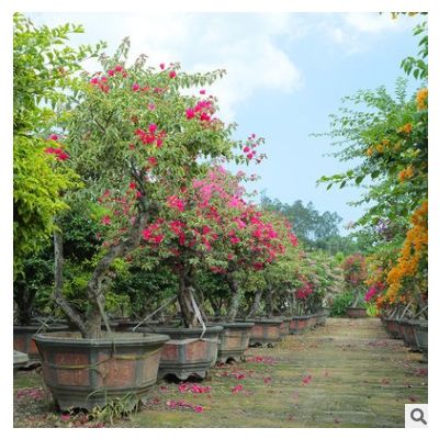 三角梅樁景 多色紅花三角梅樁景 庭院室內室外植物批發展覽苗木