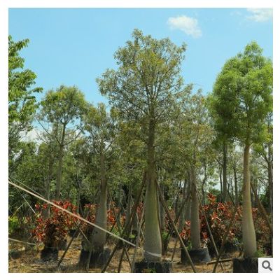 佛肚樹 品種齊全樹形優美道路綠化風景樹 福建漳州園林基地批發