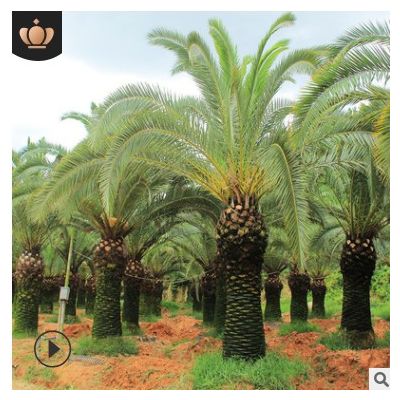 加拿利海棗 多規格行道樹園林苗木 美化環境漳州友宏種植基地批發