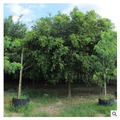 紅皮榕 全冠骨架紅皮榕量大價優品種多樣 福建漳州園林基地批發