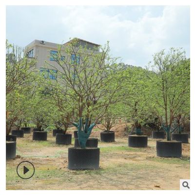 叢生香櫞 新中式景觀綠化香櫞庭院樹 福建漳州園林綠化基地批發