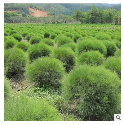 木麻黃 多規格常綠灌木景觀綠化植樹造林苗 漳州友宏園林基地批發