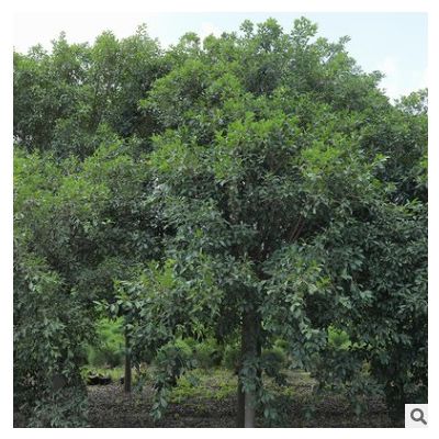 紅皮榕 全冠骨架量大價優品種多樣苗木 漳州友宏綠化園林基地批發