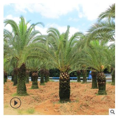 加拿利海棗 多規格行道樹園林苗木 美化環境漳州友宏種植基地批發