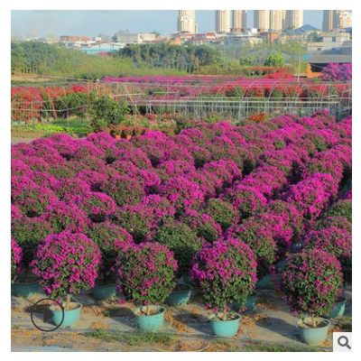 三角梅 盆栽地栽花卉觀景花 多色多規模種植漳州友宏綠化基地批發