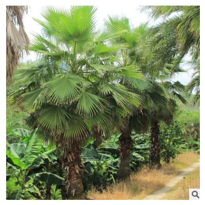 老人葵華棕 多規格基地種植棕櫚型風景樹 漳州友宏園林綠化批發