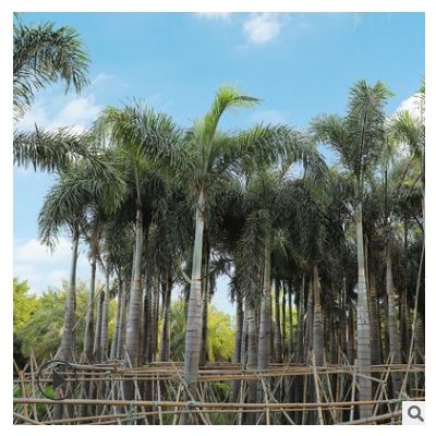 老人葵華棕 多規格基地種植棕櫚型風景樹 漳州友宏園林綠化批發