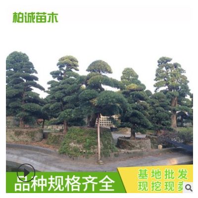 造型羅漢松 綠化樹苗木 苗農種植 基地供應 園林公園小區(qū)植物