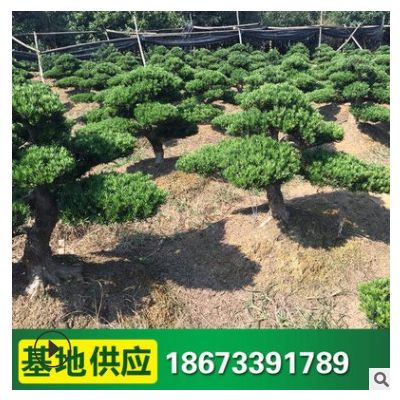 造型羅漢松 批發(fā)喬木 羅漢松樹 市政園林風景樹木 供應
