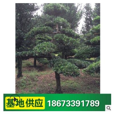批發(fā)羅漢松 綠化苗木 園林工程綠化樹 造型羅漢松 量大價優(yōu)