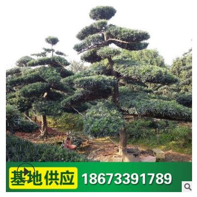 園林綠化造型樹 大量造型羅漢松 常年供應名貴綠化樹盆景批發(fā)